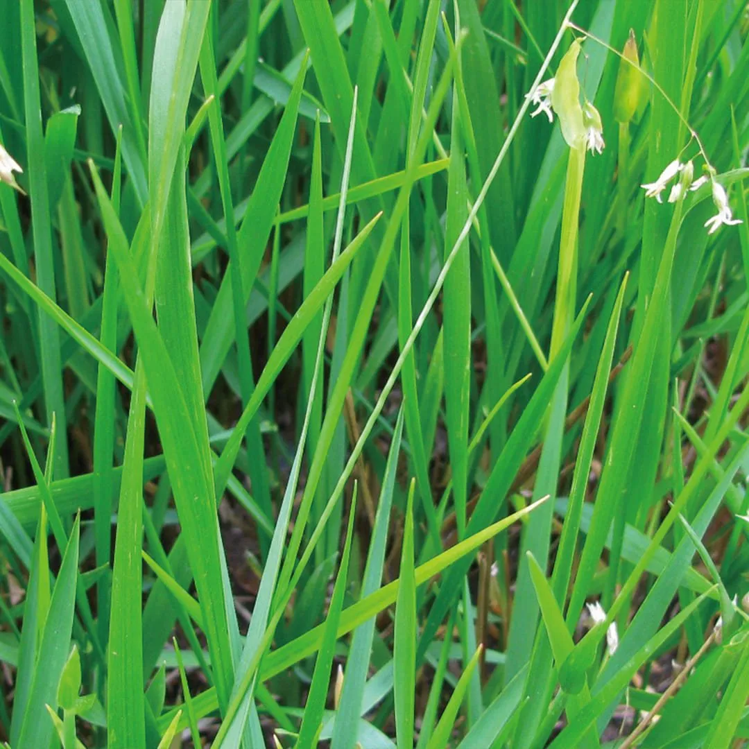 Sweet Grass Hydrosol